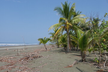 Palmenhain im Strand von Quepos in Costa Rica