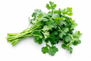 Fototapeta premium A fresh Cilantro isolated on white