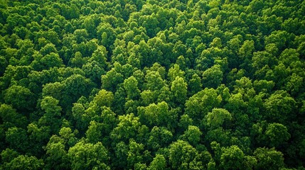 Dense forests being restored through reforestation, highlighting the importance of conserving nature and promoting biodiversity.