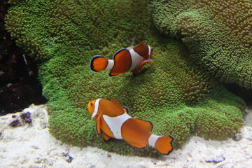 fish on reef