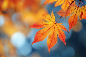 Close-up of vibrant orange and red autumn leaves in soft focus.