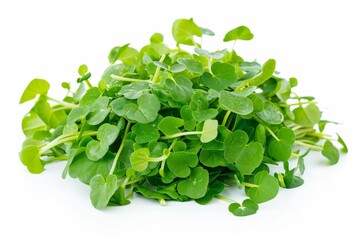 Obraz premium A fresh Watercress isolated on white