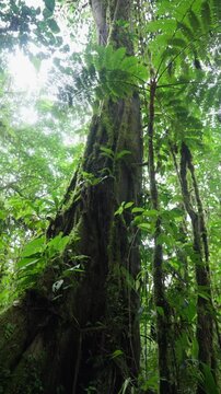 &Aacute;rbol cubierto de musgo y bejucos en la selva tropical con mucha vegetaci&oacute;n y helechos