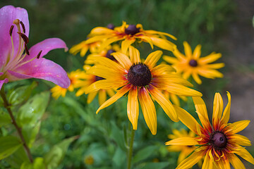 Bright yellow flowers of the Black eyed Susan variety with dark centers stand out against a soft green background. Rudbeckia hirta Maya in the garden after rain. The pink lily adds a subtle contrast.