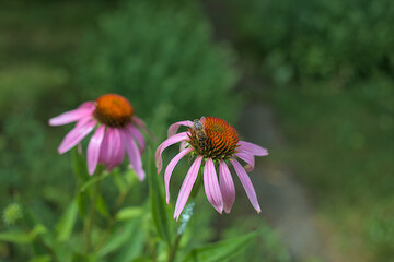 Obraz premium A bee sits on the spiky orange center of a graceful purple coneflower. The interaction of the bee with the flower and the delicate beauty of nature in the garden creates a tranquil, harmonious scene.