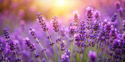 Naklejka premium Close up view of beautiful lavender flowers, artistic photography