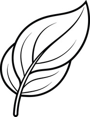 Sage leaf line art, vector illustration on black and white. 