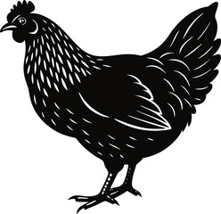 rooster isolated on white background