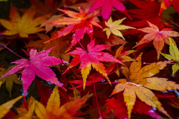日本の風景・秋　東京都北区　紅葉の旧古河庭園