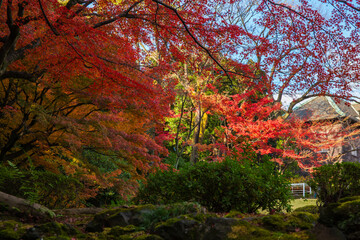 日本の風景・秋　東京都北区　紅葉の旧古河庭園