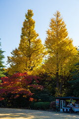 日本の風景・秋　東京都北区　紅葉の旧古河庭園