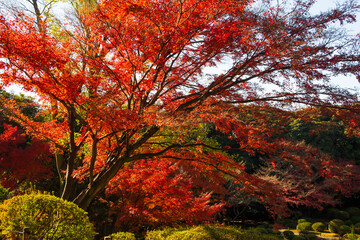 日本の風景・秋　東京都北区　紅葉の旧古河庭園