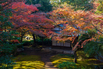 Obraz premium 日本の風景・秋 東京都北区 紅葉の旧古河庭園