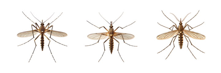 Collection of mosquito isolated on transparent background. Generated ai