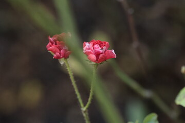 red rose bush in the garden with blury background