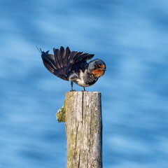 Barn swallow standing on a wooden post