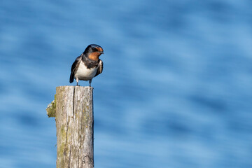 Barn swallow standing on a wooden post