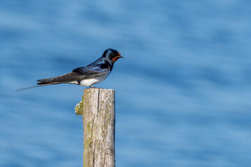 Barn swallow standing on a wooden post