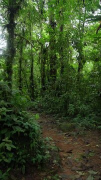 Sendero en medio del bosque tropical rodeado de mucha vegetaci&oacute;n