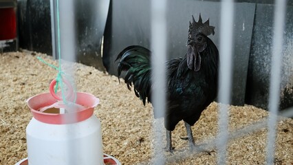 Completely black rooster flaps its wings in a chicken coop. A henhouse farm. Ayam cemani rare breed close up. Livestock and farming © Hanna