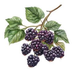 Vibrant illustration of fresh blackberries on a branch with green leaves, perfect for food or nature-themed projects.