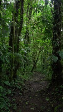 Sendero en medio del bosque tropical rodeado de mucha vegetaci&oacute;n