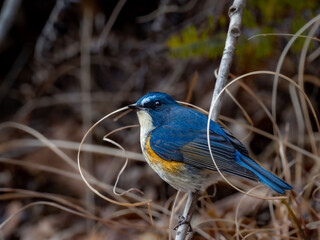 Obraz premium 森の中の暗い木陰で周りを見渡しているルリビタキの雄