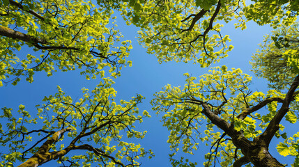 A serene view of vibrant green treetops against a clear blue sky, inviting a sense of tranquility and connection with nature.