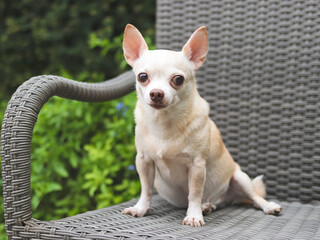 brown short hair Chihuahua dog sitting on gray rattan chair with houseplant in the garden.