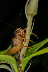 Cricket, macro of cricket on green leaf , cricket on stick,  in rain season 