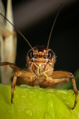 Cricket, macro of cricket on green leaf , cricket on stick,  in rain season 