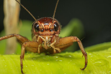 Cricket, macro of cricket on green leaf , cricket on stick,  in rain season 