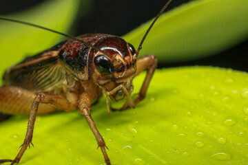 Cricket, macro of cricket on green leaf , cricket on stick,  in rain season 