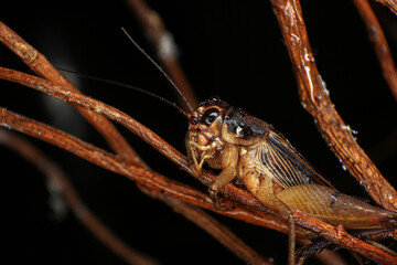 Cricket, macro of cricket on green leaf , cricket on stick,  in rain season 