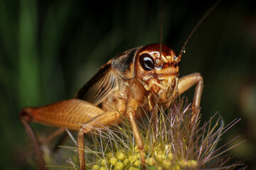 Cricket, macro of cricket on green leaf , cricket on stick,  in rain season 