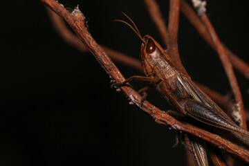 Cricket, macro of cricket on green leaf , cricket on stick,  in rain season 