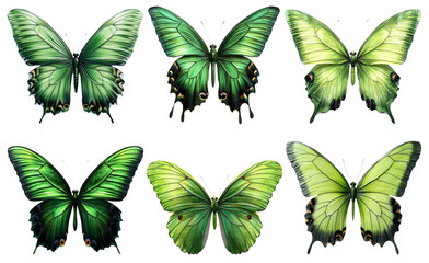 Fototapeta premium Green and yellow butterflies collection isolated on transparent background
