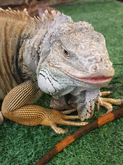 Close-up of a green iguana on a tree branch in a natural setting