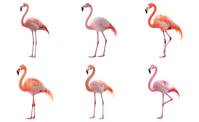 Flamingos standing in different positions isolated on transparent background