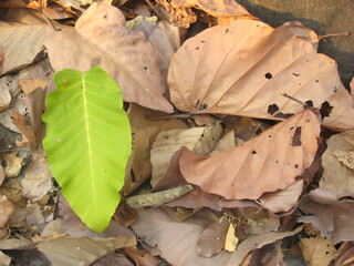 The light green leaf saplings grow among the dry brown leaves, a beautiful contrasting color.