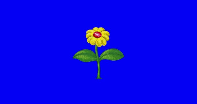 Cartoon yellow flower growing blue screen. From seed to plant. Bluebox isolated cute plant with green leaves. Happy flower growing very fast. Good for any animated garden. Flower or treegrow.
