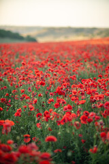 Poppies Field Landscape - A vast field of red poppies blooms under a cloudy sky.