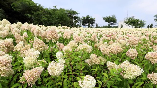 제주도 동쪽송당 동화마을 목수국