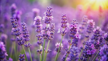 Obraz premium Close up of beautiful lavender flowers , lavender, purple, fragrant, blooming, garden, nature, close-up, petals, herb