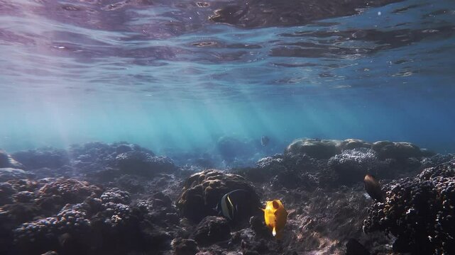 Poisson ballon jaune &eacute;voluant dans un lagon sous des raies de lumi&egrave;re traversant la surface de l'eau