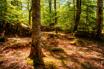 Waldboden mit bemoosten Steinen im Wald. Nationalpark Harz