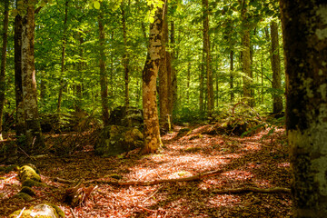 Obraz premium Sommer in den Wälder Schwedens unterwegs wandern