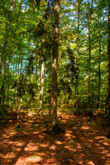 Kräftig grün leuchtender Wald im Nationalpark Asnen in Schweden