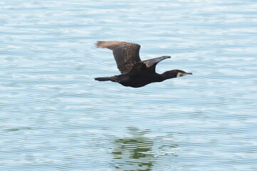 cormorano