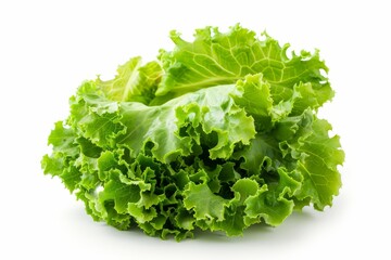 A fresh Lettuce isolated on white